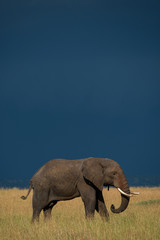Elephant in sunlit grass beneath dark clouds