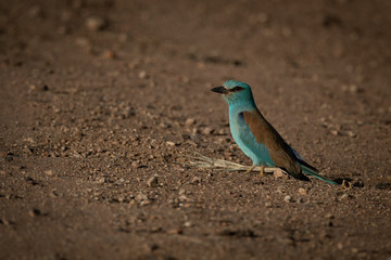 European roller on dirt track in sunshine