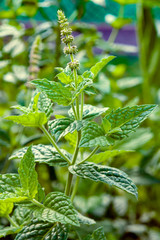 Sprigs of medicinal and food herb peppermint with fresh green leaves growing outdoors, close-up. Culinary aromatic seasonings. A useful organic kitchen ingredient for food. Nature healthy flavor.