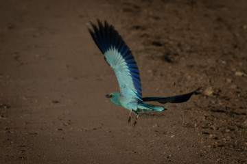 European roller takes off from dirt track