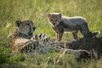 Obraz premium Female cheetah lies beside cub in grassland