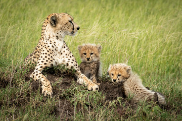 Female cheetah lies by cubs on mound