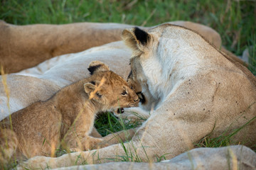 Cute lion cub