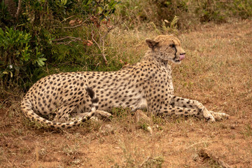 Female cheetah lies licking lips by bush
