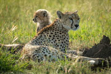 Female cheetah lies in grass with cub