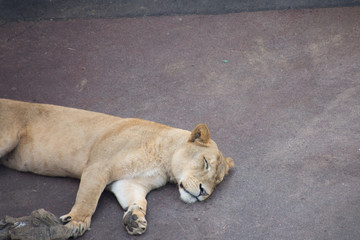 Obraz na płótnie Canvas 寝るライオン
