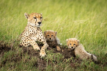 Female cheetah lies near cubs on mound