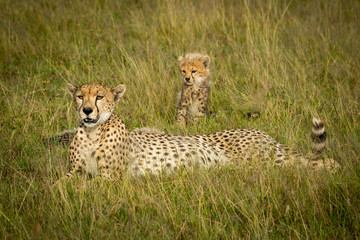 Female cheetah lies on grass with cub