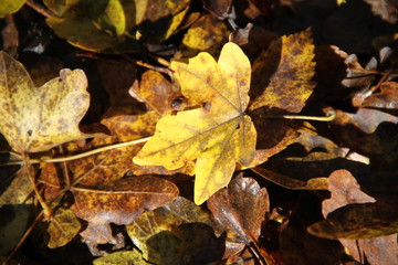 Feuilles mortes