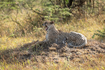 Naklejka premium Female cheetah lies on mound calling cubs