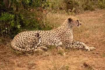 Female cheetah lies staring ahead by bush