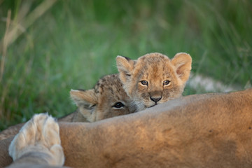 Fototapeta na wymiar Cute lion cub