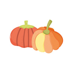 pumpkin vegetable harvest on white background