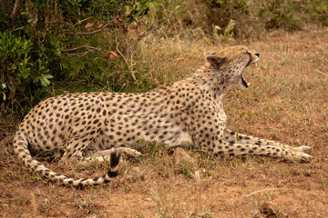 Female cheetah lies yawning in short grass