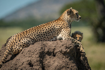 Female cheetah rests on mound with cub