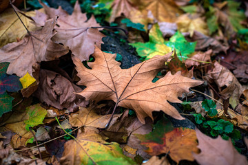 Beautiful autumn leaves in a variety of colors. Fallen leaves on the ground.