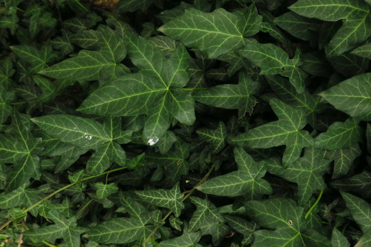 Ivy texture. Ivy hedge background. Ivyberry backdrop. Ivy wallpaper. Ivyberry backround image.