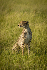 Female cheetah sits in grass looking left