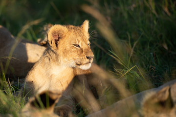 Cute lion cub