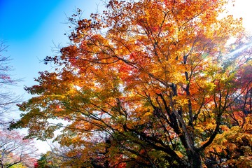 用作公園の紅葉