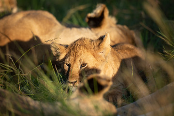 Cute lion cub
