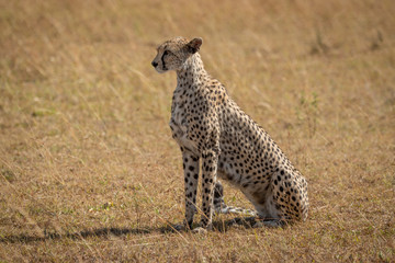 Female cheetah sits on grass looking ahead