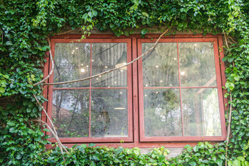 vintage red house window frame covered with bright green climber plants in summer