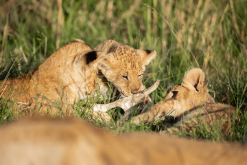 Cute lion cub