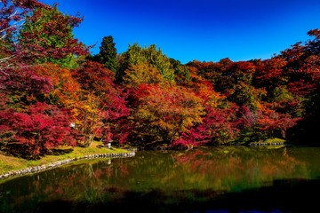 Obraz premium 用作公園の紅葉