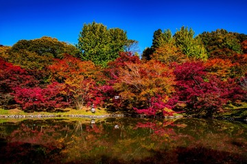 Obraz premium 用作公園の紅葉