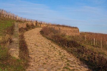 Obraz premium In den Weinbergen des Rheingaus im Winter