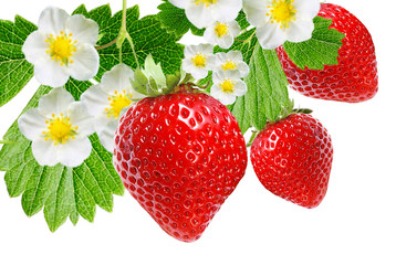 BLOOMING STRAWBERRY PLANT WITCH BERRIES