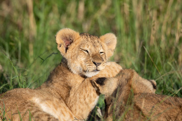 Obraz na płótnie Canvas Cute lion cub