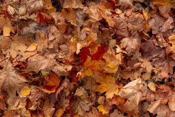 Yellow, red and orange autumn fallen leaves background. Closeup view of multicolored leaf pile in forest or garden. Seasonal nature landscape with copy space