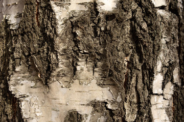 Birch bark closeup background. Textured pattern of old wood trunk tree. Striped scratched rough grunge surface or structure