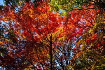 用作公園の紅葉
