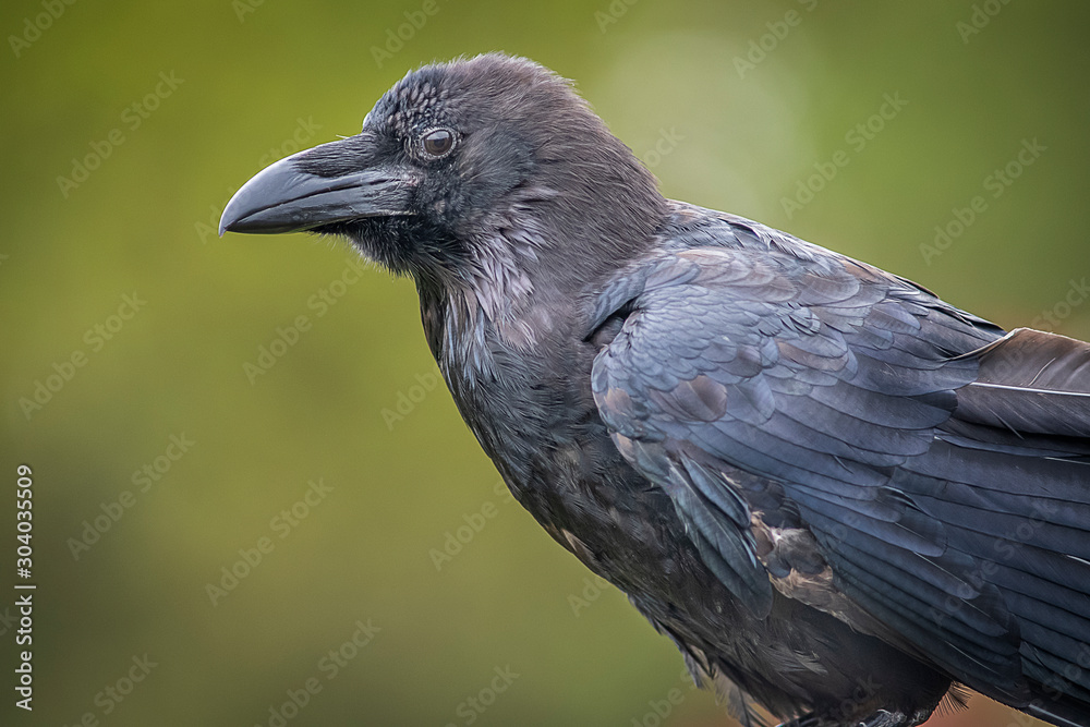 Aufkleber a close up profile portrait of a raven against a plain green background with copy space