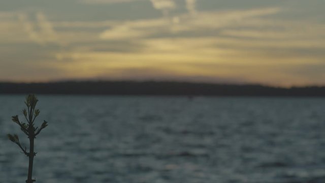 Plant Sunset Lake Michigan