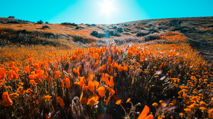 Bright orange California Pobby (Eschscholzia) in the Antelope Valley, California, USA