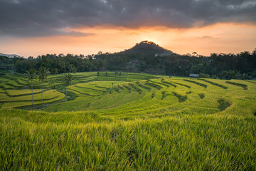 Fototapeta na wymiar Rice Terrace Indonesia with Sunset Sky