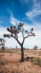 Joshua trees in the Joshua Tree National Park, California, USA