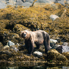 Grizzly Bear at low tide, Knight Inlet, Vancouver Island, British Columbia, Canada