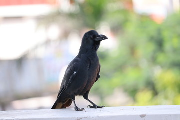 a full blacked crow resting aside ground