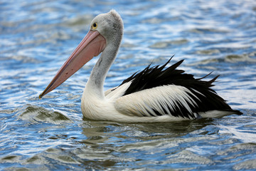 Pelican on inland Lake Mulwala, Australia.