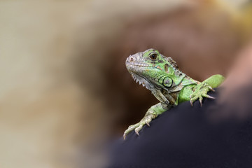 Small iguana on blurred background