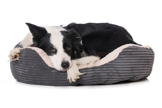Border collie dog lying in a dog bed