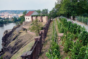 Fototapeta na wymiar Small vineyard in Czech Republic