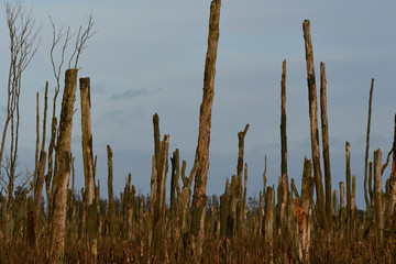 Peene polder bei Klotzow