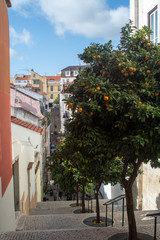 Fototapeta premium Lissabon Straße mit Orangenbäumen