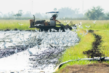 Flock of  birds in rice fields and a tractor cultivating  rice field , farmer's rice field in Thailand.